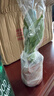 绿有意绿植盆栽多肉花卉盆栽植物室内桌面水培绿植办公室客厅植物懒人 3盆自选】植物和盆颜色请备注 实拍图