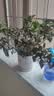 泰西丝栀子花室内工位绿植高级感好养小盆栽净化空气浓香型植物源头直发 实拍图