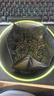 崂乡2026新茶明前头采特级80g筒装崂山绿茶青岛特产自饮装口粮茶 实拍图