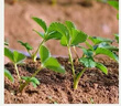 滨淇草莓苗奶油草莓大棚秧苗四季草莓苗当年结果带原土10棵源头直发 实拍图