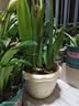 爱丽思（IRIS）花盆花瓶树脂复古浮雕波纹圆形多肉塑料阳台种植批发花盆 10号浅米色(口径30cm) 3个花盆【划算】 实拍图