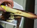京鲜生云南昭通小草坝新鲜天麻单果60g+ 净重2斤 煲汤食补 源头直发包邮 实拍图