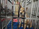 爪墅可折叠不锈钢狗笼子小型中型大型犬带厕所狗笼金毛边牧宠物笼子 带脚垫【组装款】长110*宽77*高95【萨摩耶-五黑犬】 实拍图