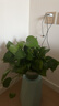 双盟绿萝盆栽除甲醛花卉绿植办公室新房净化空气180加仑2盆装源头直发 实拍图