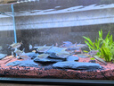 BESSN贝森25年新款侧滤金晶五线超白玻璃鱼缸血脉觉醒80*30*30cm基础款 实拍图