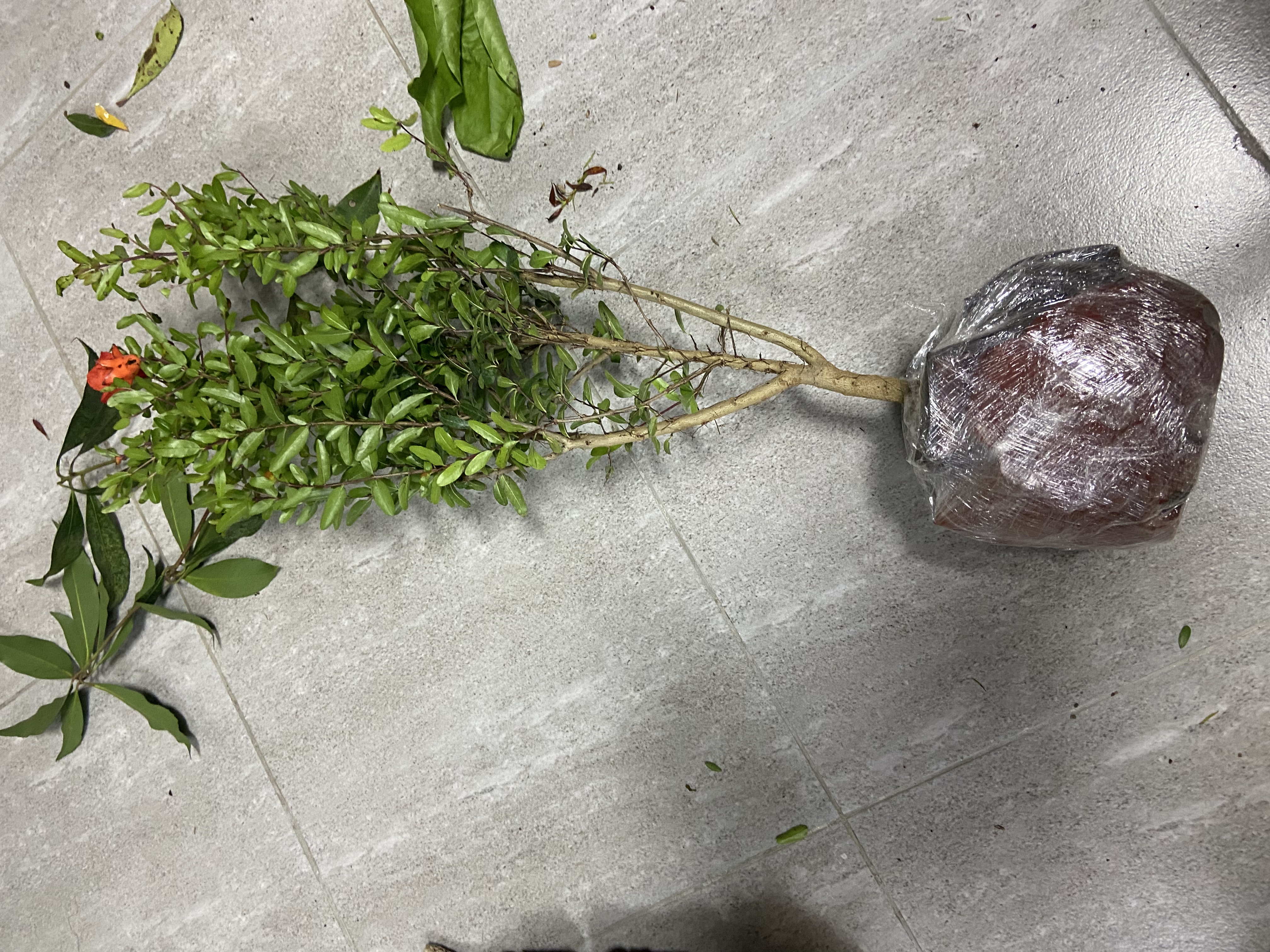 石榴花盆栽果树苗带果观赏可食用室内阳台四季开绿植盆景花卉旺宅 花石榴原盆土5年30-40cm高 含盆 实拍图