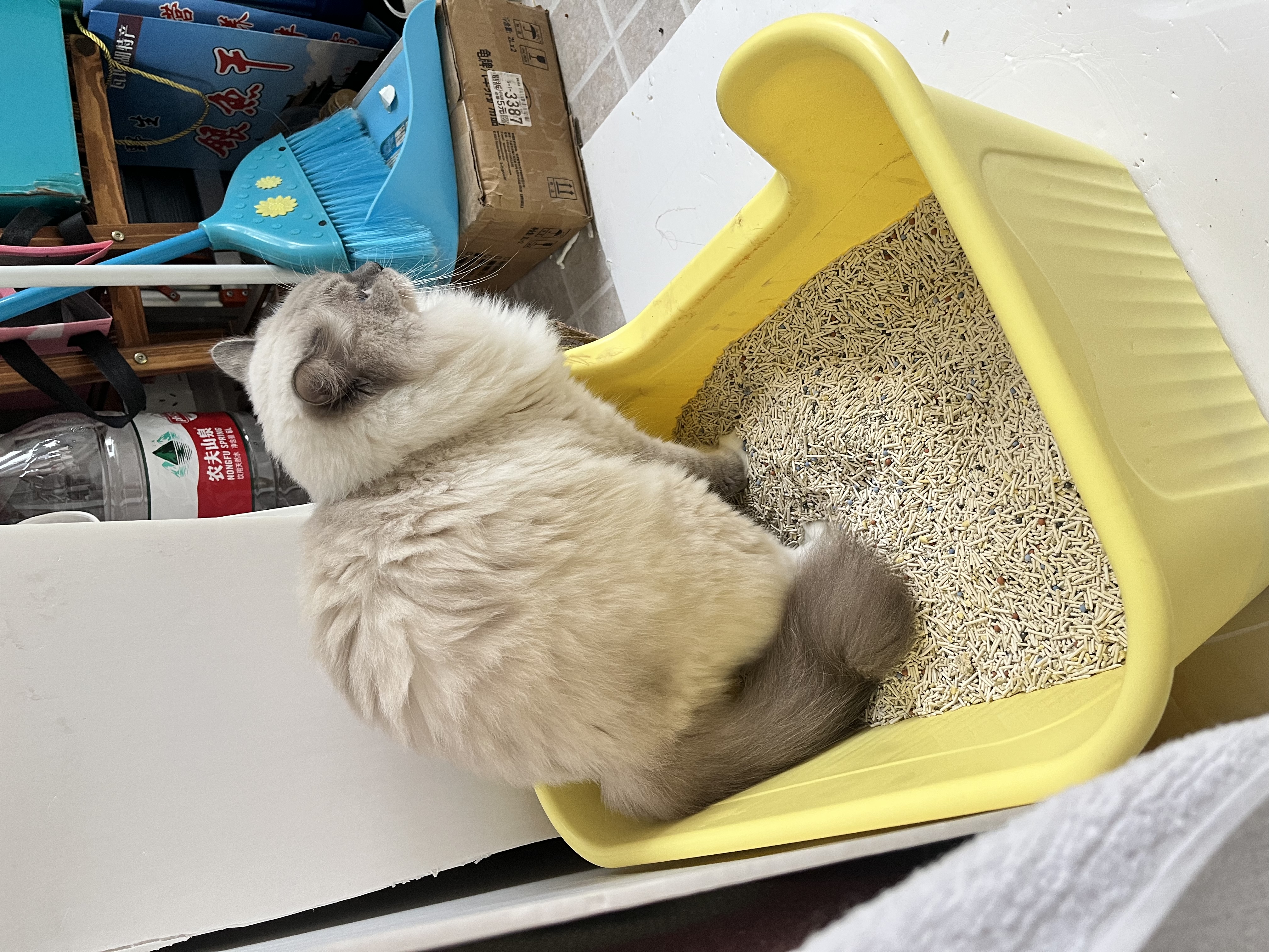 宠幸豆腐猫砂细砂快速结团除臭可溶可冲厕所猫沙猫咪用品低尘 除臭混合猫砂2.4kg*8 实拍图