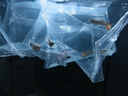 疯狂水草孔雀鱼活体水族宠物观赏鱼冷水耐活小型热带鱼淡水鱼苗 【3CM左右】精品孔雀鱼C 共8条 实拍图