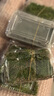 柯必达青苔藓鲜活苔藓微景观植物盆景盆栽水陆缸假山草造景材料白 大灰藓(15*8)cm 5盒 实拍图