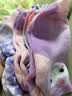 【库洛米】女童袜子春夏季超薄水晶袜女孩透气冰丝袜宝宝棉感袜子 库洛米【5双装】 9-12岁 实拍图