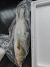 秋诗鲜湘海鲈鱼 海捕超大鲈鱼 烤鱼鲜活速冻整条鲈鱼生鲜鱼类海鲜水产 3条装（8两-1斤/条） 实拍图