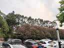 冬海红 黑枸杞 正宗青海特产柴达木超大果野生地枸杞子原浆360克养生茶 实拍图