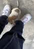 中华田园犬土狗拉布拉多比熊博美泰迪混血犬大黄狗黑狗看家护院犬 田园级 柯基混血 公 x 幼年犬(45日龄-12月龄) 晒单实拍图