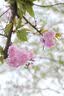 MEKE【L口】美科851.8se二代 L镜头85mm f1.8 SE二代自动对焦全画幅大光圈人像适用L口微单相机定焦 AF 85mm f1.8 SE 二代  （松下L口） 官方标配+（送高透UV+补 实拍图