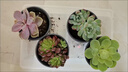 壹分皿多肉植物一整箱含盆带土新手套餐组合盆栽套装萌肉肉植物星辰园艺 4颗随机不同品种：90# 实拍图