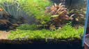 疯狂水草孔雀鱼活体水族宠物观赏鱼冷水耐活小型热带鱼淡水鱼苗 【3CM左右】精品孔雀鱼A 共8条 实拍图