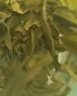 张一元云豪茉莉花茶散装一级茉莉云毫前门大栅栏总店茶叶浓香新茶 * 250g2袋云豪 茉莉花 实拍图