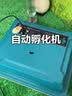 暖立方孵化器全自动家用孵化机鸡鸭鹅鸽子智能孵蛋器 30枚全自动单电 实拍图