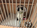 哈药妙多安猫咪疫苗猫三联疫苗2针+科旺优1针猫幼猫疫苗妙三多平替 实拍图