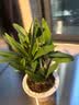 墨兰兰花苗盆栽精品名贵花卉绿植物室内客厅名贵盆景四季好养易活 建兰（高方盆+底托）【10株苗】 实拍图