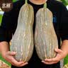 北蔬 南瓜种子苗甜糯板栗味老品种杂交蔬菜种籽 糯妃20老蜜本种子20粒 实拍图