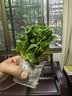 柠檬薄荷盆栽可食用迷迭香薄荷叶苗驱蚊草水培好养花卉室内绿植物 中盆薄荷1盆(原土无盆)+营养液 含盆 实拍图