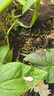 播种心情家庭种植蔬菜种子大全四季播种阳台盆栽农家庭院小菜园有机香菜菠 红苋菜种子2包 实拍图