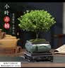 花翁小叶赤楠老桩苗紫檀微景观水培办公室内好养盆景绿植盆栽源头直发 实拍图
