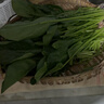 绿豆芽200g 实拍图