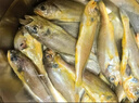 鲜京采舟山鲜捕小黄鱼3斤净重 15-18条/斤 生鲜 源头直京东自有品牌 实拍图