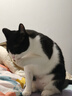 阿飞和巴弟【迪士尼疯狂动物城】猫粮猫主食罐主食猫条主食冻干新年礼盒 实拍图