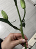 奇美拉（CHIMERA）2件高贵刘海发夹弹簧夹马尾夹半扎一字夹侧边发饰女七夕节礼物 实拍图