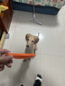 欢宠网宠物狗狗飞盘狗玩具小狗幼犬耐咬磨牙神器边牧比熊金毛柯基大型犬 实拍图