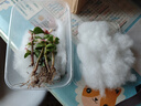 开时果 多肉植物仙人球仙人掌小盆栽桌面植物 肉肉组合办公室内绿植花卉 金枝玉叶+黄金沙营养土 实拍图
