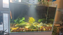 森森（SUNSUN）鱼缸水族箱超白玻璃水草缸造景桌面缸 超白600裸缸(60.6*32.6*34cm) 实拍图