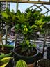 意轩 【带花苞】阳台室内盆栽花卉栀子花树苗大叶绿植四季开花枝子花 独杆栀子花4年苗【带花苞】 不含盆 实拍图