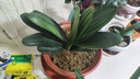 大盆君子兰盆栽名贵国宝级花卉苗绿植物圆头和尚室内客厅四季好养 大苗当年开花】12-14片叶子+带土 送肥料 实拍图