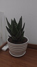 花翁盆栽室内花卉绿植仙人掌多肉植物大号芦荟（黑线陶瓷盆）源头直发 实拍图