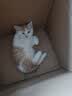 舒腾中华田园小猫咪活体田园猫宠物家养猫咪橘猫幼猫活体土猫狸花猫咪 田园级 橘白 公（幼猫两个月左右） 实拍图