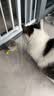 petgravity宠有引力扑腾小肥啾猫咪自嗨解闷玩具仿真小鸟自动逗猫棒消耗体力 布谷鸟 实拍图