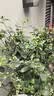yuanyiba水果套袋防鸟防虫专用网袋葡萄无花果枇杷芒果草莓桃子保护袋子 9x12cm/100个/草无蓝李等水果 实拍图