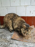 欢宠网猫咪牵引绳猫绳胸背带遛猫绳溜猫绳子背心宠物防挣脱逃脱背带链子 实拍图