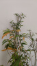 水培植物富贵竹天堂鸟白掌鸭脚木室内米竹子绿植花卉办公桌面好养 10颗米竹35-45cm+营养液【不含盆】 无规格 实拍图