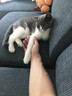 猫人（MiiOW）男士内裤男120S无痕零碳莫代尔桑丝7A抗菌平角裤户外运动印花短裤 墨兰色+砖茶色+金棕色 3条 4XL （建议170斤以上） 实拍图