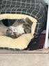 喔喔（WOWO）猫罐头猫零食 猫湿粮成猫宠物猫用浓汤补水罐 鸡肉鹌鹑蛋 *12罐 实拍图