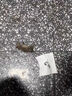 驱鼠神器驱鼠丸鼠药驱鼠药家用室内外汽车强效驱鼠一窝端神器 三盒【买二送一】驱鼠一窝端 实拍图