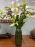 北欧轻奢玻璃花瓶透明客厅高级感插花水养鲜花装饰精致花器摆件 【烟灰组合】20高+27高璀璨 实拍图