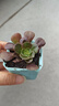 【亏本冲量】多肉植物盆栽新手套餐迷你绿植 1个多肉+一个盆+营养土 实拍图