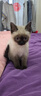 欢宠网宠物猫罐头盖狗（盖+勺）猫咪狗狗开罐盖子硅胶密封保鲜喂食勺子 实拍图