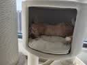 兽牌森林猫爬架大型猫树猫窝一体豪华剑麻猫架太空舱缅因大猫暖冬适用 森林Plus【实木上漆款】 实拍图